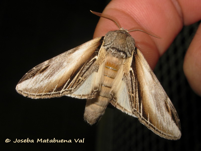 Pheosia tremula - Notodontidae